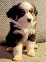 Bella, a female Miniature Australian Shepherd for sale in Harrison, AR – Photo 5 of 7