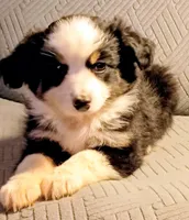 Bella, a female Miniature Australian Shepherd for sale in Harrison, AR – Photo 3 of 7