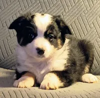 Luna, a female Miniature Australian Shepherd for sale in Harrison, AR – Photo 1 of 5