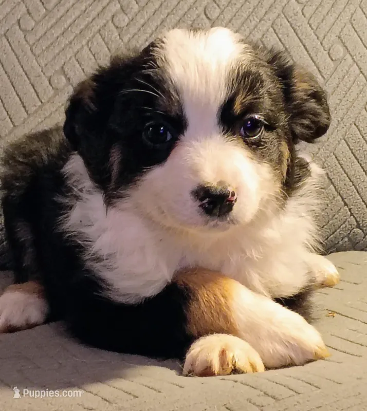 Luna – Miniature Australian Shepherd puppy for sale in Harrison, AR