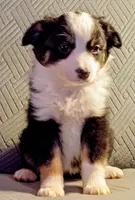Luna, a female Miniature Australian Shepherd for sale in Harrison, AR – Photo 3 of 5