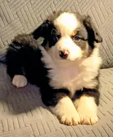 Max, a male Miniature Australian Shepherd for sale in Harrison, AR – Photo 5 of 7