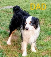 Max, a male Miniature Australian Shepherd for sale in Harrison, AR – Photo 6 of 7