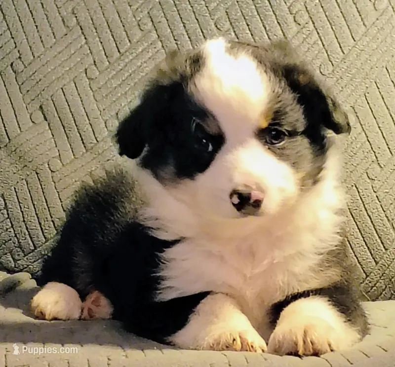 Max – Miniature Australian Shepherd puppy for sale in Harrison, AR
