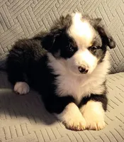 Max, a male Miniature Australian Shepherd for sale in Harrison, AR – Photo 3 of 7