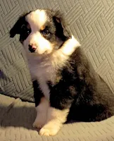 Max, a male Miniature Australian Shepherd for sale in Harrison, AR – Photo 4 of 7