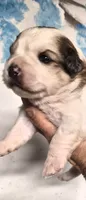Dolly, a female Shihpoo for sale in Redford, MI – 6 of 6