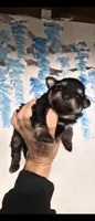 Phantom, a male Shihpoo for sale in Redford, MI – 2 of 4