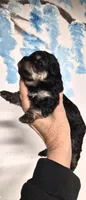 Phantom, a male Shihpoo for sale in Redford, MI – 3 of 4