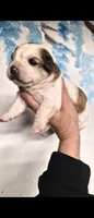 Dolly, a female Shihpoo for sale in Redford, MI – 3 of 6
