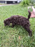 Danielle, a female Bernedoodle and Poodle - Standard  for sale in Redford, MI – 4 of 4