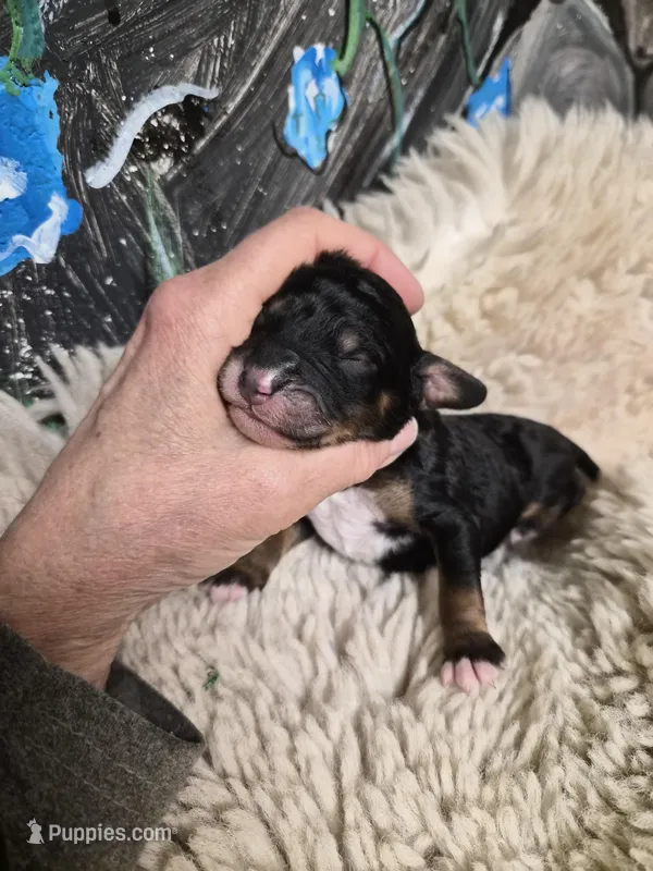 Erik – Bernedoodle, Poodle - Standard  puppy for sale in Redford, MI