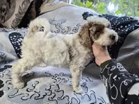 1G Melly, a female Poodle - Standard  and Miniature Bernedoodle for sale in Redford, MI – 5 of 6