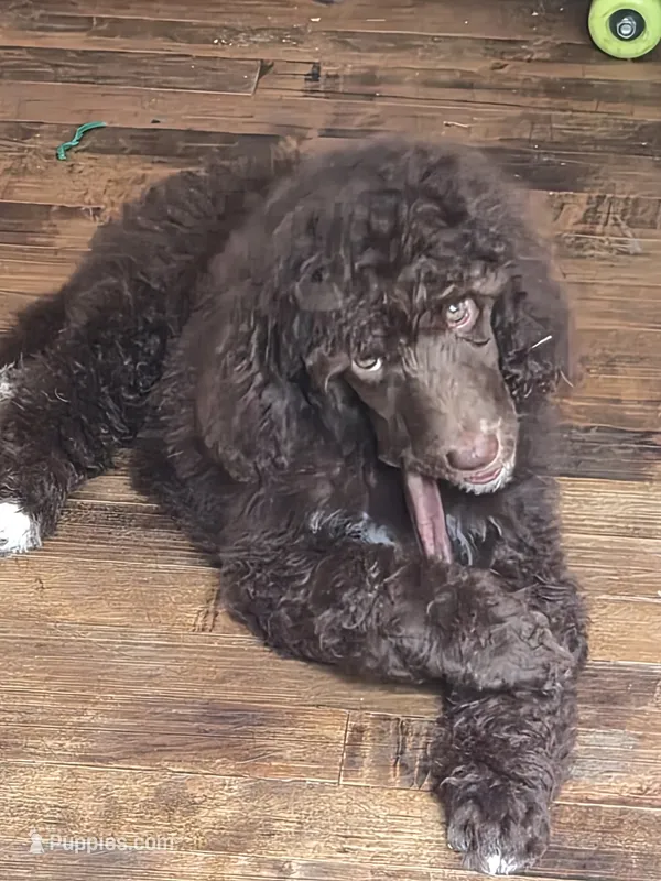Danielle – Bernedoodle, Poodle - Standard  puppy for sale in Redford, MI