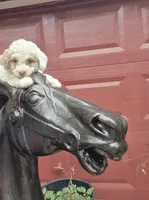 Harmony , a female Poodle - Toy  and Havapoo for sale in Redford, MI – 4 of 6