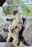 1G Melly, a female Poodle - Standard  and Miniature Bernedoodle for sale in Redford, MI – 1 of 6