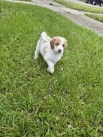 Milly, a female Poodle - Standard  and Miniature Bernedoodle for sale in Redford, MI – 7 of 10