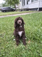 Danielle, a female Bernedoodle and Poodle - Standard  for sale in Redford, MI – 2 of 4