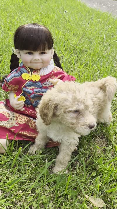 Peach, a female Poodle - Standard  and Miniature Bernedoodle for sale in Redford, MI – 9 of 9