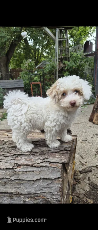 Harmony  – Poodle - Toy , Havapoo puppy for sale in Redford, MI