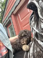 Zevon, a male Poodle - Toy  and Havapoo for sale in Redford, MI – 4 of 6
