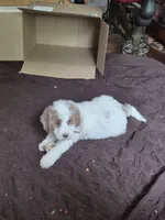 Melly, a female Poodle - Standard  and Miniature Bernedoodle for sale in Redford, MI – 5 of 7