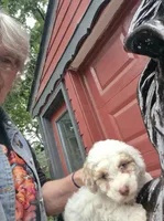 Harmony , a female Poodle - Toy  and Havapoo for sale in Redford, MI – 3 of 6