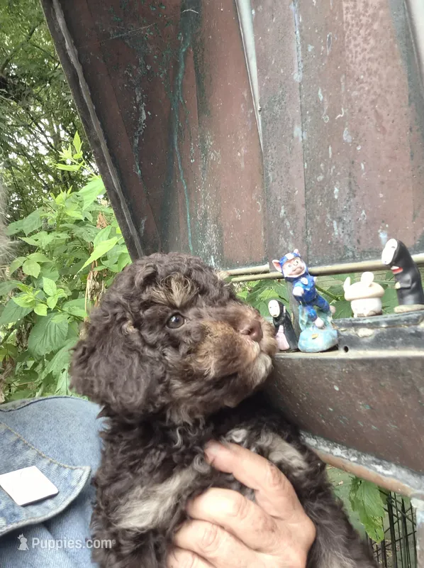 Zevon – Poodle - Toy , Havapoo puppy for sale in Redford, MI