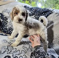 1G Melly, a female Poodle - Standard  and Miniature Bernedoodle for sale in Redford, MI – 3 of 6