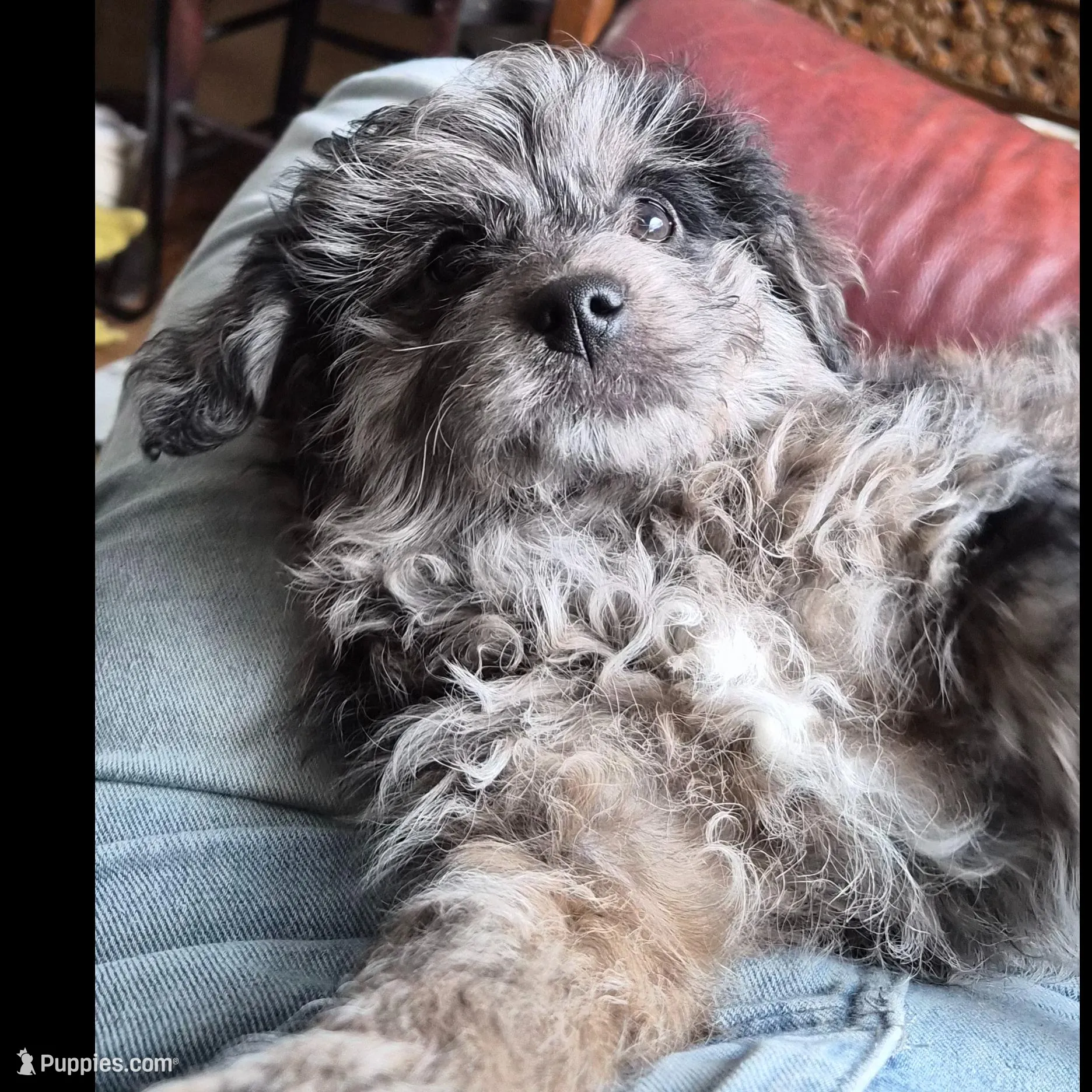 Viana (Wolfie), a female Shih Tzu and Poodle - Toy  for sale in Redford, MI – Photo 2 of 8