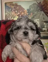 Priscilla, a female Shih Tzu and Poodle - Toy  for sale in Redford, MI – Photo 2 of 3