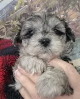 Priscilla, a female Shih Tzu and Poodle - Toy  for sale in Redford, MI – Photo 1 of 3
