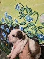 Dolly, a female Shihpoo for sale in Redford, MI – 2 of 6