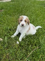 Milly, a female Poodle - Standard  and Miniature Bernedoodle for sale in Redford, MI – 6 of 10