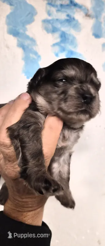 Sparkles – Shihpoo puppy for sale in Redford, MI