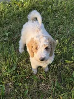 Reff, a male Bernedoodle and Poodle - Standard  for sale in Redford, MI – 3 of 3