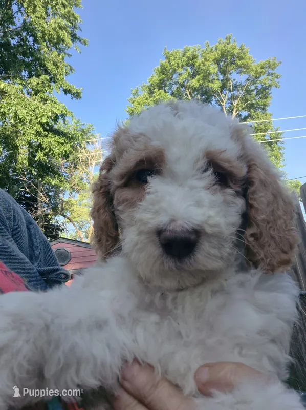 Reff – Bernedoodle, Poodle - Standard  puppy for sale in Redford, MI