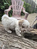 Harmony , a female Poodle - Toy  and Havapoo for sale in Redford, MI – 6 of 6