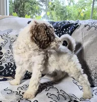 1G Melly, a female Poodle - Standard  and Miniature Bernedoodle for sale in Redford, MI – 2 of 6