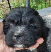 Doc, a male Shih Tzu and Poodle - Toy  for sale in Redford, MI – Photo 2 of 2