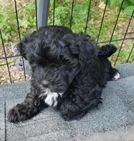 Doc, a male Shih Tzu and Poodle - Toy  for sale in Redford, MI – Photo 1 of 2