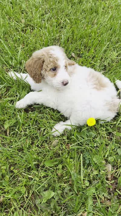 Milly, a female Poodle - Standard  and Miniature Bernedoodle for sale in Redford, MI – 9 of 10