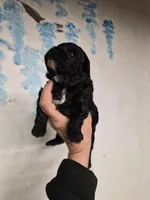 Beauty, a male Shihpoo for sale in Redford, MI – 2 of 2