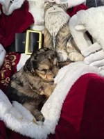 Harriet, a female Shih Tzu and Poodle - Toy  for sale in Redford, MI – Photo 3 of 4