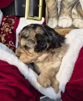 Harriet, a female Shih Tzu and Poodle - Toy  for sale in Redford, MI – Photo 1 of 4