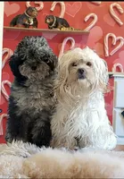 Harriet, a female Shih Tzu and Poodle - Toy  for sale in Redford, MI – Photo 4 of 4