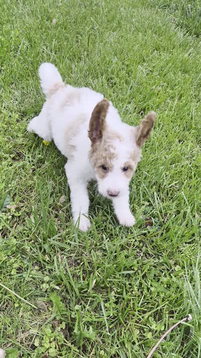 Milly, a female Poodle - Standard  and Miniature Bernedoodle for sale in Redford, MI – 10 of 10