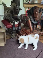 Milly, a female Poodle - Standard  and Miniature Bernedoodle for sale in Redford, MI – 2 of 10