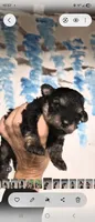 Phantom, a male Shihpoo for sale in Redford, MI – 4 of 4