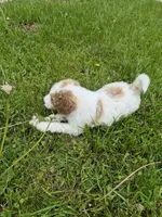 Milly, a female Poodle - Standard  and Miniature Bernedoodle for sale in Redford, MI – 5 of 10